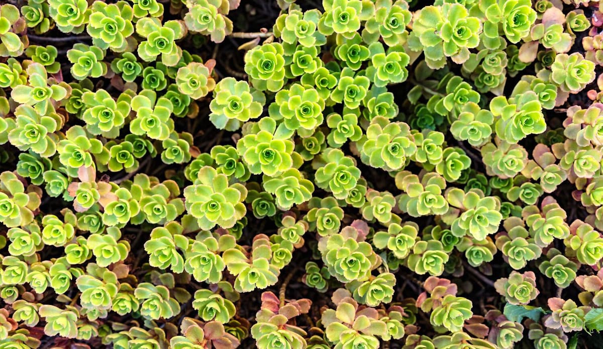 Close-up of sedum plants on a green garden room roof